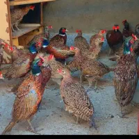 مرغ خروس آمریکایی