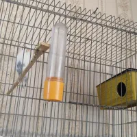 مرغ عشق ماده با قفس و وسایل|پرنده|زاهدان, |دیوار