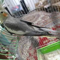 عروس هلندی|پرنده|مشگین شهر, |دیوار