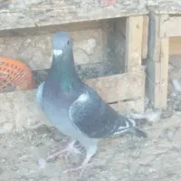 کبوتر پلاکی|پرنده|ارم, |دیوار