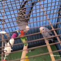 یک جفت مرغ عشق آبی یخی