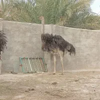شترمرغ