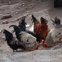 ۶ عدد خروس جوان