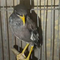 مینا|پرنده|ری, منصوریه منگل|دیوار