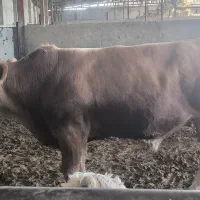 گاو|حیوانات مزرعه|پیشوا, |دیوار