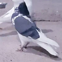 کبوتر زوردار