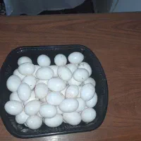 تخم کفتر تازه