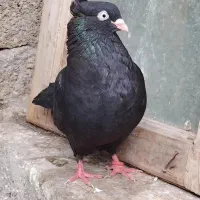 آبادانی
