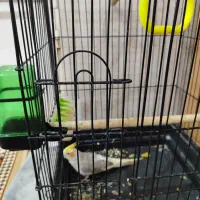 قفس عروس هلندی