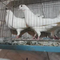 کفترپرشی خوب|پرنده|هشتگرد, تهران دشت|دیوار