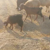 میش بزغاله بره چاغ براکشتار|حیوانات مزرعه|قرچک, صالح آباد|دیوار