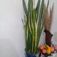 گلدان سنسوریا طلایی بزرگ