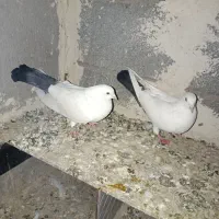 کبوتر خاصا|حیوانات|بناب, |دیوار