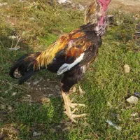 دو تا خروس لاری اصل