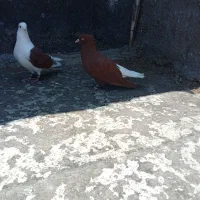 کبوتر دمسفید