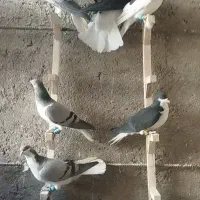 کبوتر طوقی دم سیاه خشرنگ همه مدل فروشی