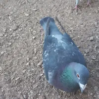 کبوتر پلاکی|پرنده|زنجان, |دیوار