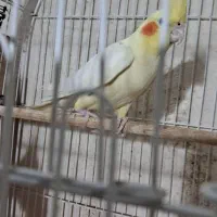 پرنده