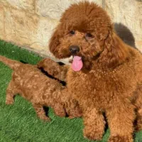 واگذاری سگ توله پودل اصیل زیبا|سگ|کرمان, |دیوار