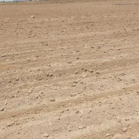 تاکستان زمین کشاورزی برای اجاره یا شراکت|اجارهٔ دفتر صنعتی، کشاورزی، تجاری|اسفرورین, |دیوار