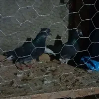 کبوتر دم سفید پرشی