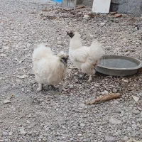 خروس ابریشمی