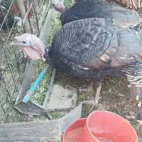 بوقلمون محلی