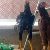 خروس لاری سالم و جوان و مرغ لاری
