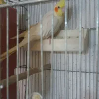 طوطی برزیلی نر و عروس هلندی|پرنده|یاسوج, |دیوار