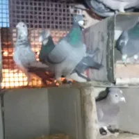 جفت آلمانی|پرنده|فردوس (خراسان), |دیوار