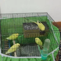 چهار تا یک جفت مرغ عشق مولد با دو جوجه دون خور|پرنده|ایلام, |دیوار