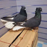 کبوتر|پرنده|نیشابور, شهرک اندیشه|دیوار