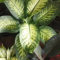 گل طبیعی|گل و گیاه طبیعی|نیشابور, گنبد سبز|دیوار