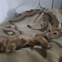 واگذاری گربه نر دو ماهه