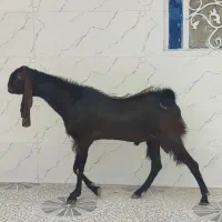 سه بز و یه پازن ناز پاکستانی