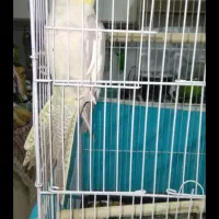 عروس هلندی|پرنده|بندر ماهشهر, |دیوار