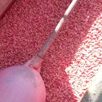 گندم پیشگام و اذر۲ بذری .جو سرارود