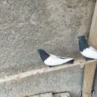 کفتر سینه سیاه،سینه ای|پرنده|خمینیشهر, |دیوار