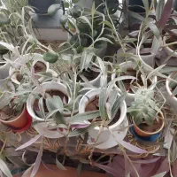 گل های خانگی|گل و گیاه طبیعی|چالدران, |دیوار