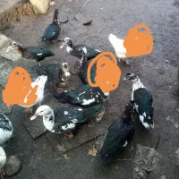 اوردک خارجی