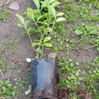 شمشاد طلایی|گل و گیاه طبیعی|خمام, |دیوار