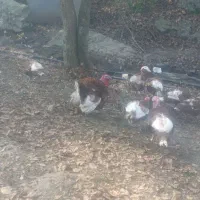 فروش فوری|حیوانات مزرعه|هوراند, |دیوار