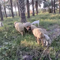 گوسفند