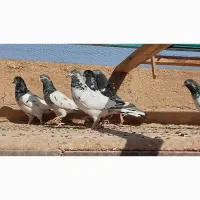 کبوتر تیدی پاکستانی|پرنده|سامان, |دیوار