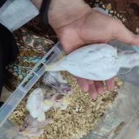 جوجه عروس هلندی