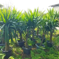 یوکا بنسای|گل و گیاه طبیعی|کلاچای, |دیوار