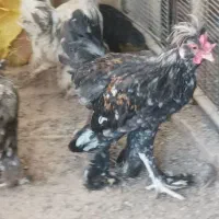 فروش مرغ و خروس