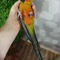 جوجه طوطی خورشیدی