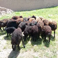 میش بره