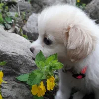 حیوان خانگی